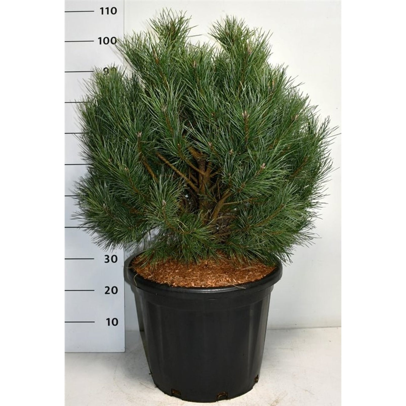 Tall – Pinus sylvestris 'Watereri' - C35 60-80 cm.